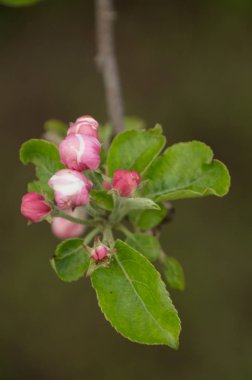 Bahar elma çiçeği ağaçlarda closeup