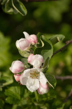 Bahar elma çiçeği ağaçlarda closeup