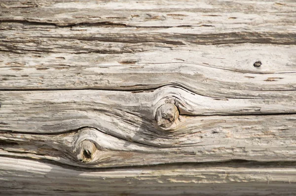 銀色杉木材木材の背景壁紙を風化します。 — ストック写真