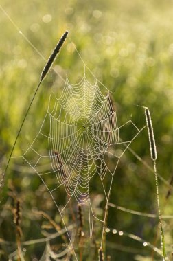 Çiy örümcek ağları bir serin yaz sabah şafak kaplı