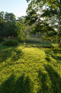 Gölgeler çiğ ve sis treed çimenlikte atmosferik peyzaj