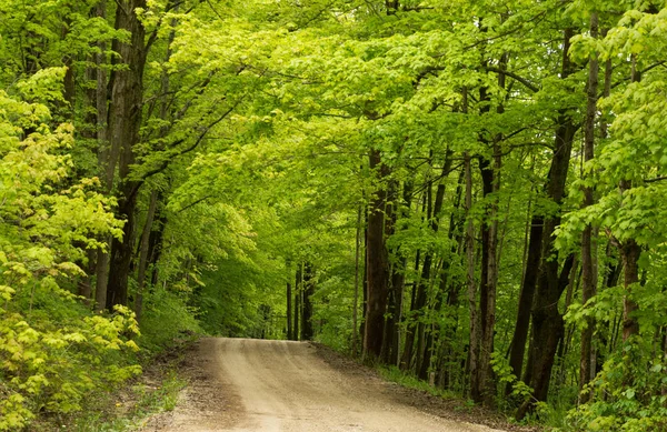 An inviting dirt road leading into a green fresh spring woodland — Stock Photo, Image