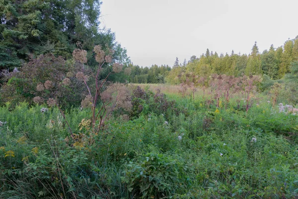 Geç yaz aylarında dev Hogweed zehirli zararlı ot — Stok fotoğraf