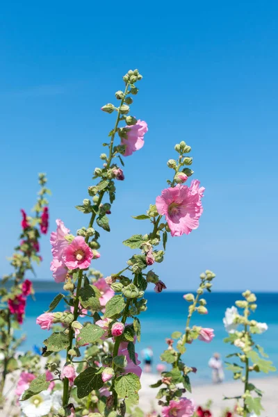 Flores vívidas de hollyhock rosa en las orillas de piedra caliza del lago — Foto de Stock