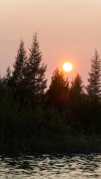 Lago Huron paisagem por do sol com silhuetas coníferas árvore — Fotografia de Stock