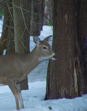 Beyaz geyik sedir ağaçları ile kar ile kışın kuyruklu
