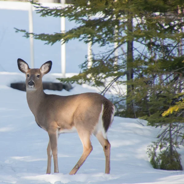 White tail doe deer standing in a driveway — Stock Photo, Image