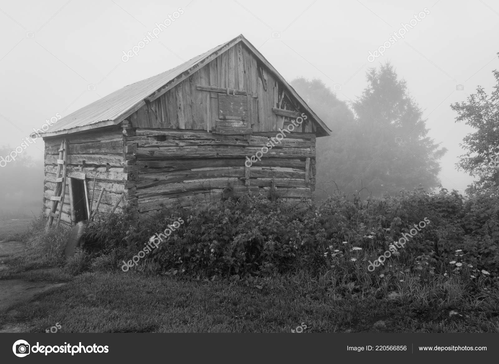 Old Vintage Sawn Log Cabin Fog Trees Raspberry Canes Black Stock