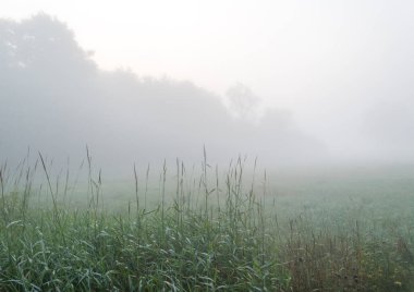 Mera ve ağaçlar yaz sabahları bir çiftlikte sabah puslu siste