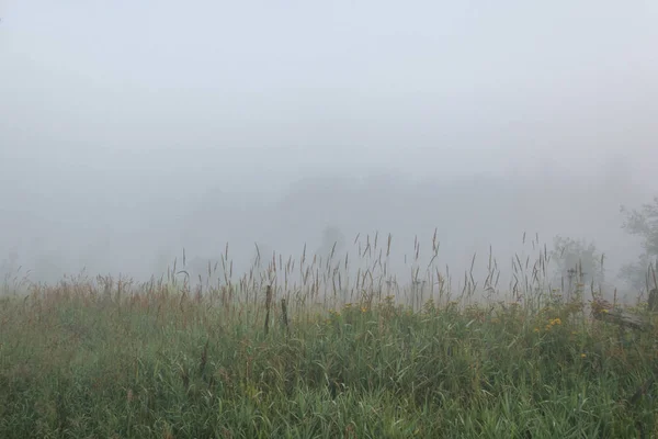 Пасовища Дерева Ранковому Тумані Фермі Літній Ранок — стокове фото