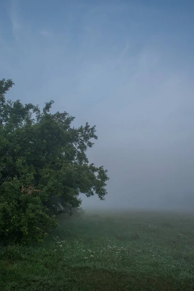 Weide Und Bäume Morgendlichen Nebel Auf Einem Bauernhof Sommermorgen — Stockfoto