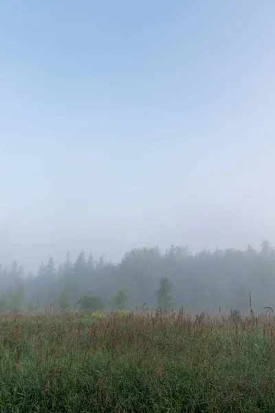 Пасовища Дерева Ранковому Тумані Блакитним Небом Круглими Хмарами Вище — стокове фото