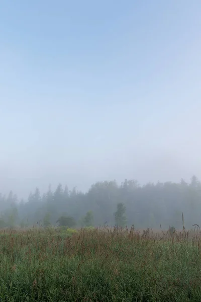 Pastos Árboles Niebla Brumosa Mañana Con Cielo Azul Nubes Cirros —  Fotos de Stock