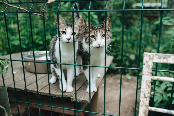 Evsiz Hayvanlar. Onun kafes parmaklıklar arkasından bakan yavru kedi
