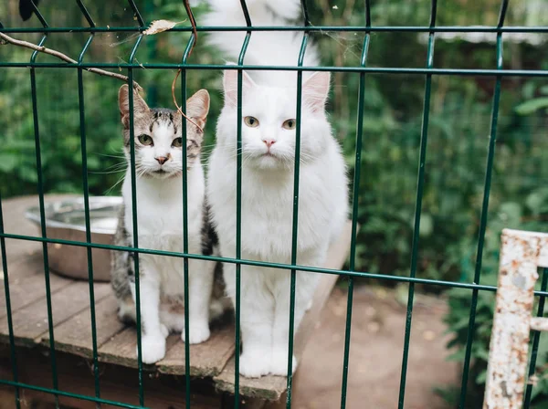 Obdachlose Tiere Kätzchen Blicken Hinter Den Gittern Seines Käfigs Hervor — Stockfoto