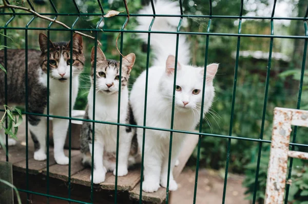 Obdachlose Tiere Kätzchen Blicken Hinter Den Gittern Seines Käfigs Hervor — Stockfoto