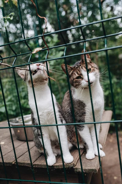 Homeless Animals Kittens Looking Out Bars His Cage — Stock Photo, Image
