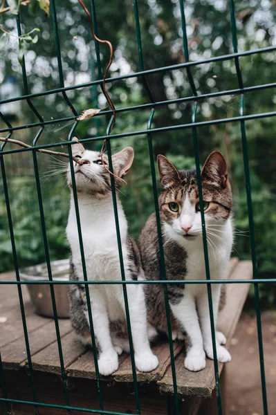 Homeless Animals Kittens Looking Out Bars His Cage — Stock Photo, Image