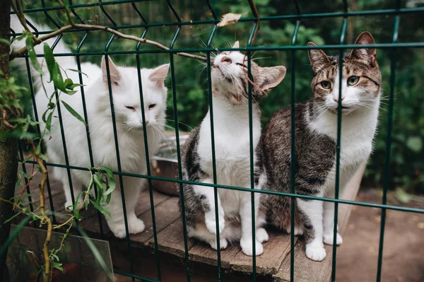 Evsiz Hayvanlar. Onun kafes parmaklıklar arkasından bakan yavru kedi