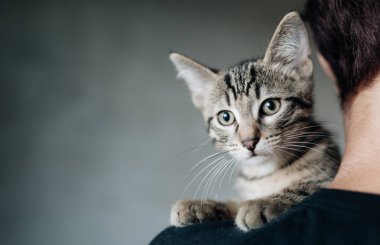 Gri kedi yavrusu, gri arka plan bulanık portresi
