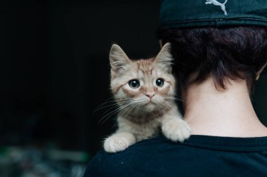 Gri arka plan bulanık, pach yavru kedi portresi