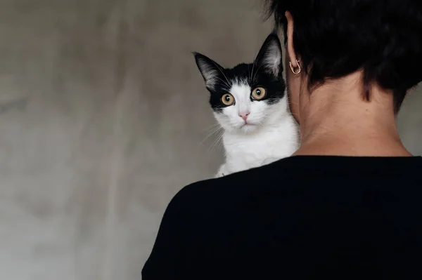 Portrait of a black and white kitten at grey blurred background