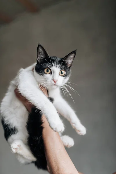 Portrait of a black and white kitten at grey blurred background