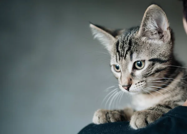 Portrait of a gray kitten at grey blurred background
