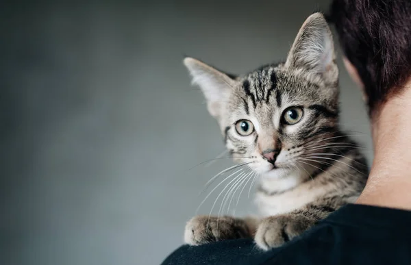 Portrait Gray Kitten Grey Blurred Background — Stock Photo, Image