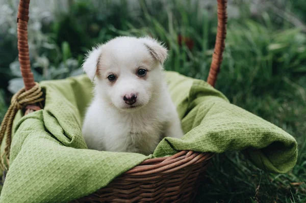 Mix Çim Sepete Oturan Köpek Yavrusu — Stok fotoğraf