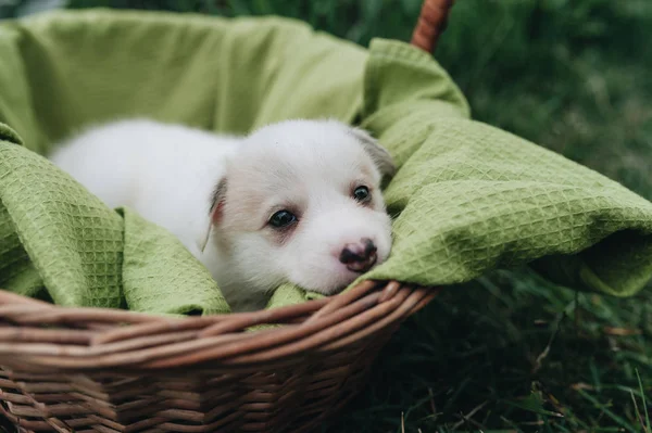 Mischlingshund Sitzt Korb Gras — Stockfoto