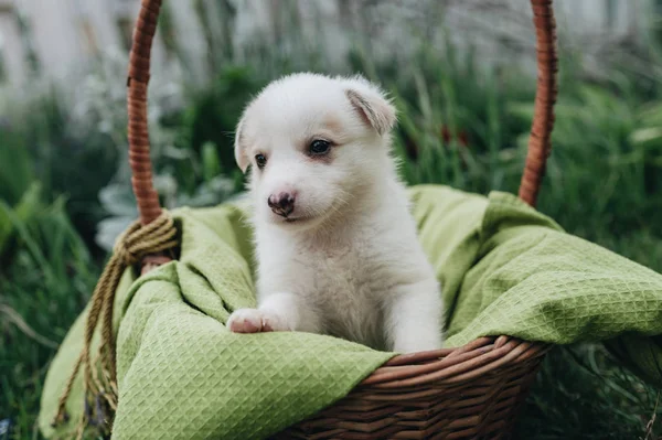 Mix Çim Sepete Oturan Köpek Yavrusu — Stok fotoğraf