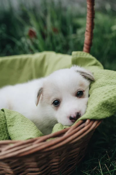 混合小狗坐在篮子在草丛中 — 图库照片