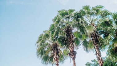 Tropikal ağaçlar ve gökyüzü arka plan kavramı