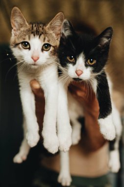 Elinde iki melez kedi yavrusu