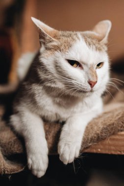 Elinde Mongrel kedi yavrusu