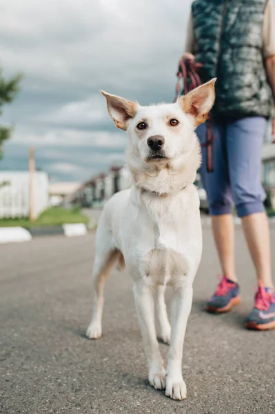 Beyaz melez köpeğiyle yürüyen kadın — Stok fotoğraf