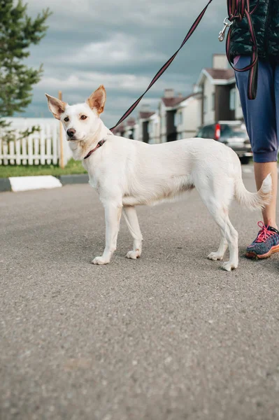 Beyaz melez köpeğiyle yürüyen kadın — Stok fotoğraf