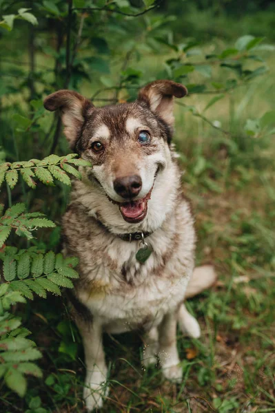 Ormanda kırmızı melez köpek portresi — Stok fotoğraf