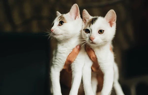 Dva Voříška koťata v rukách — Stock fotografie