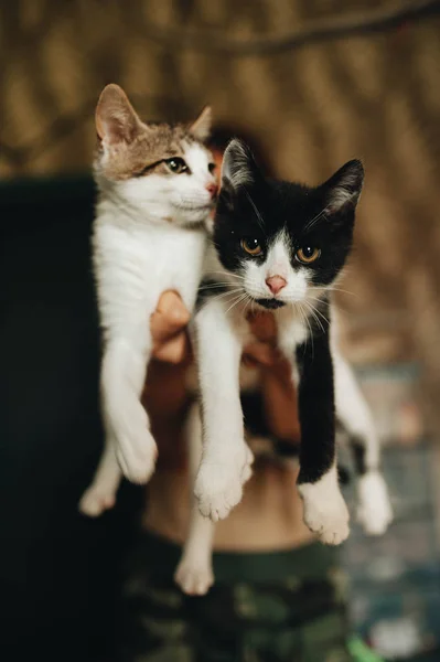 Deux chatons bâtard dans les mains — Photo