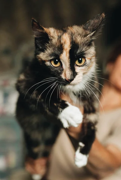 Mongrel kitten in the hands — Stock Photo, Image