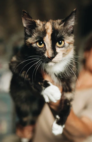 Mongrel kitten in the hands — Stock Photo, Image