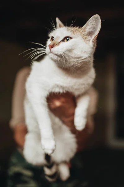 Mongrel chaton dans les mains — Photo