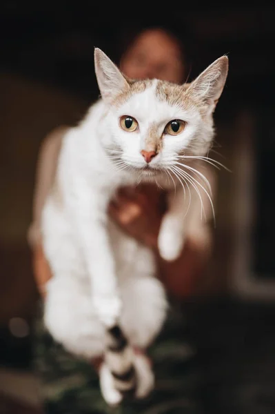 Mongrel kitten in the hands — Stock Photo, Image