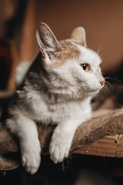 Mestizo gatito en las manos — Foto de Stock