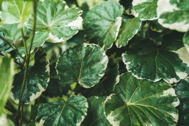 Tayland 'da sardunya aralası doldurulmuş.