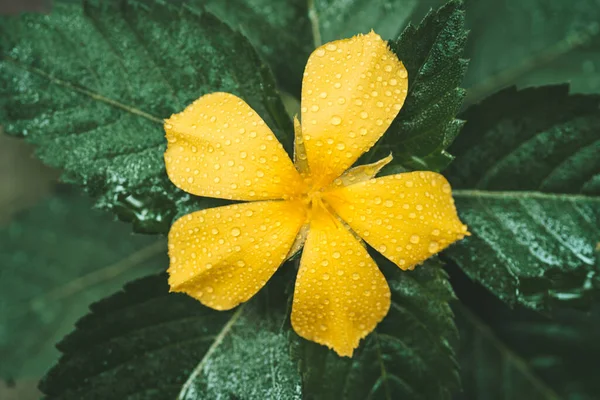 Close Foto Pétala Flor Amarela Brilhante Com Gotas Água — Fotografia de Stock