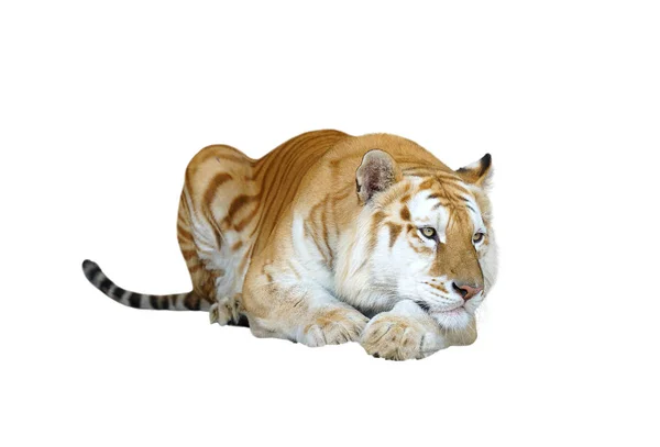 Golden Tabby Tiger Strawberry Tiger Isolated — Stock Photo, Image