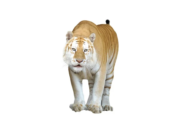 Tigre Tabby Dourado Tigre Morango Isolado — Fotografia de Stock